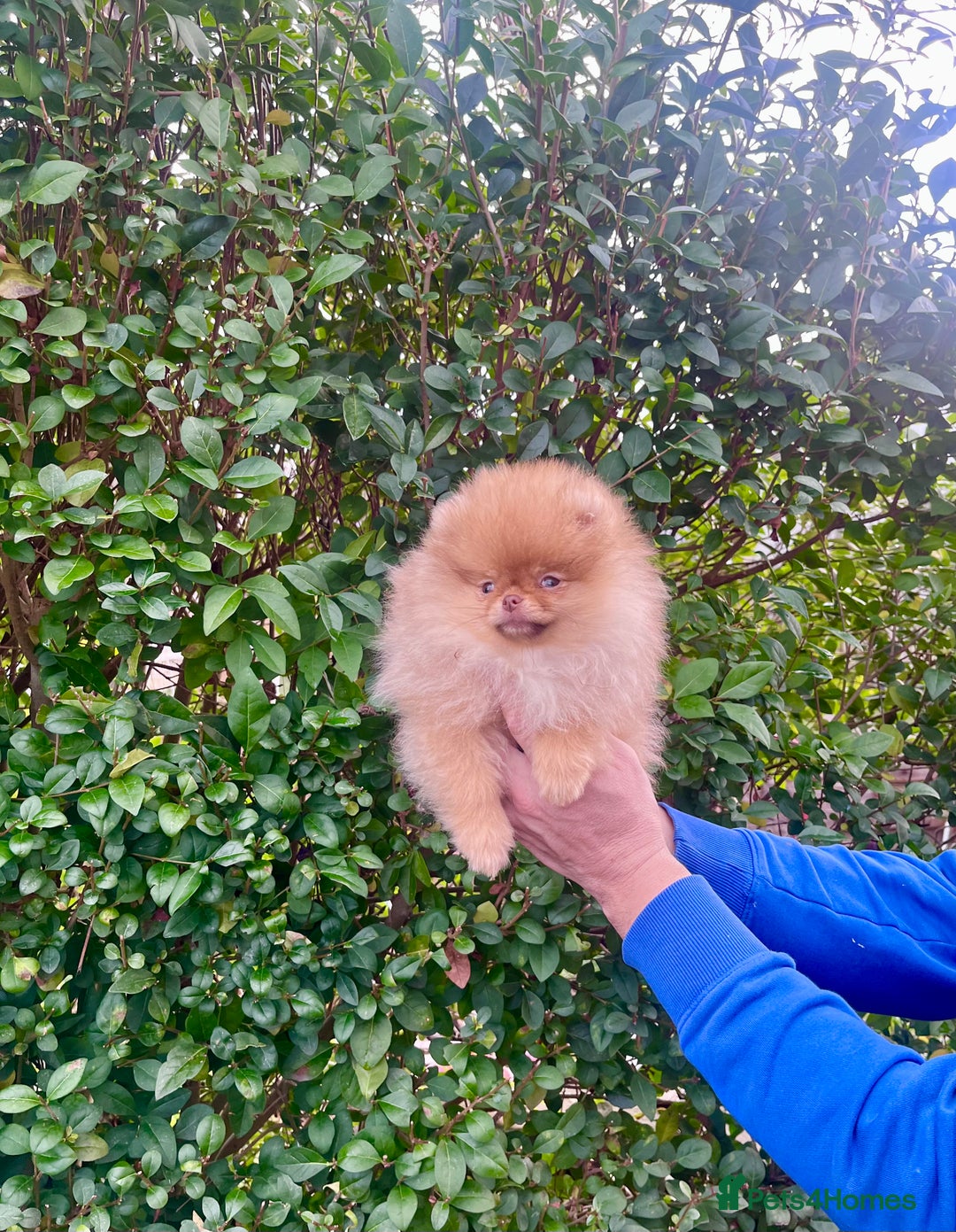Pomeranian dogs for sale: Top Quality 🐻 Teddy Face🧸Perfect Size - Advert 19