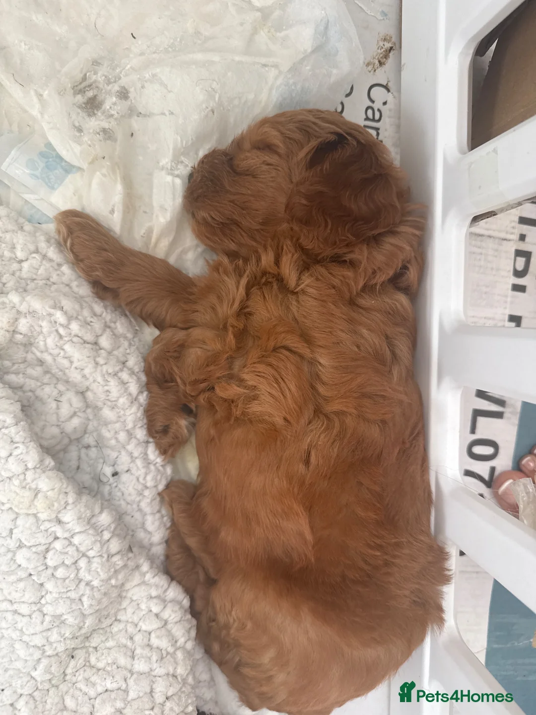 Cockapoo dogs for sale: Cockapoo two girls for sale  in Uxbridge - Advert 2