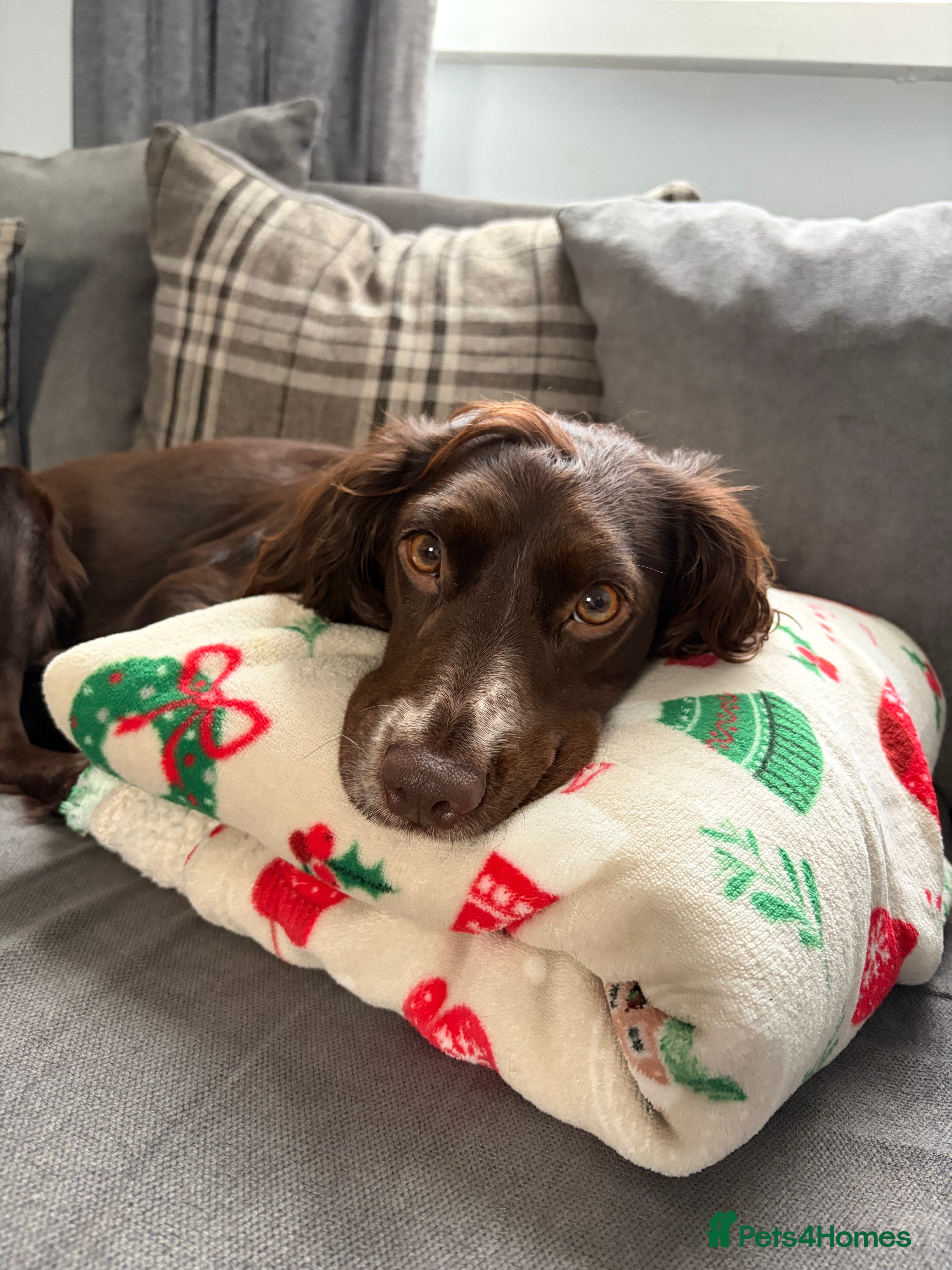 Cocker Spaniel dogs 🐶 Adorable Merle Cocker Spaniel Puppies 🐶 - Advert 8