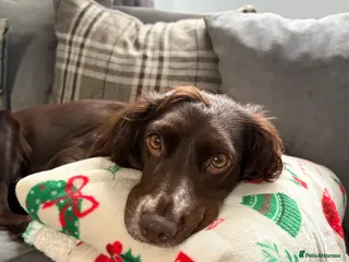 Cocker Spaniel dogs 🐶 Adorable Merle Cocker Spaniel Puppies 🐶 - Advert 8