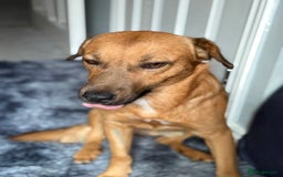 Mixed Breed dogs for adoption: Cute Marshall looking for LOVE - Image 4