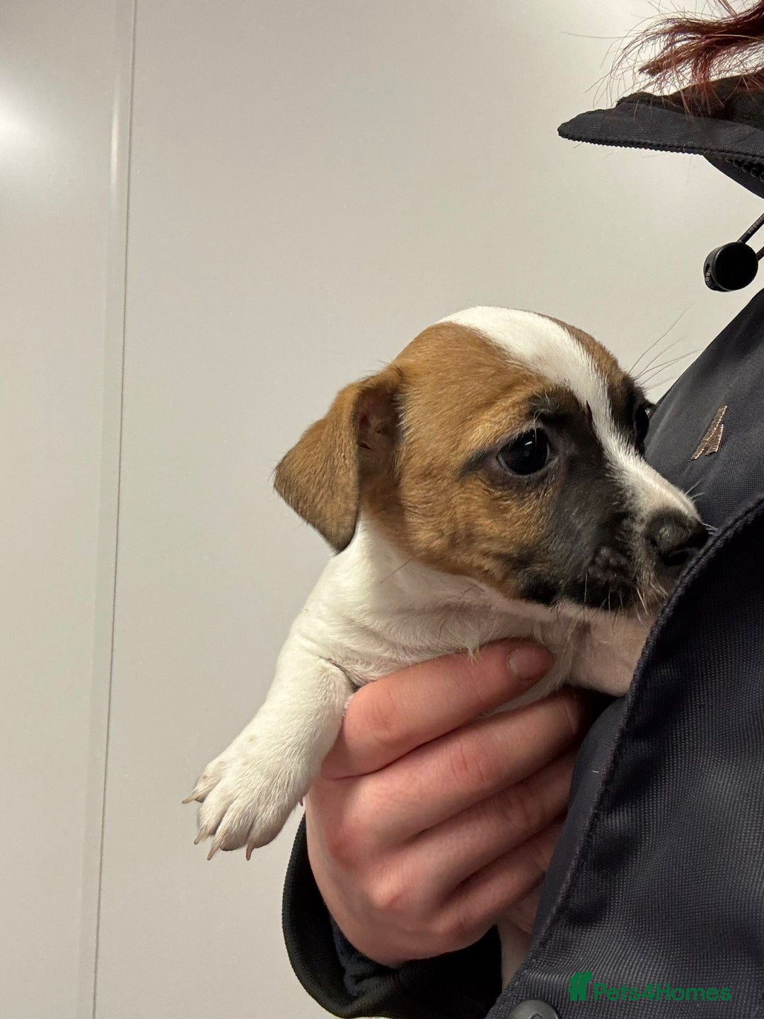 Jack Russell dogs for sale: *last one* Miniature Jack Russell’s  - Advert 7