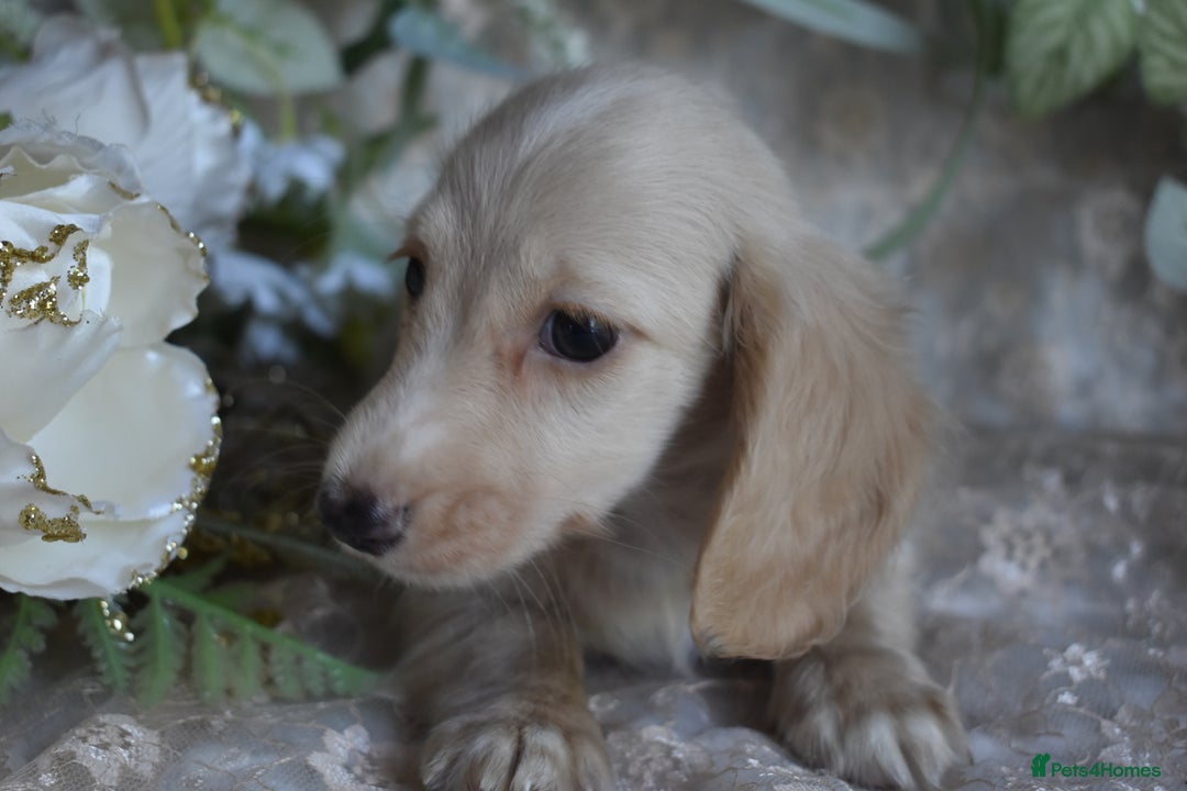 Miniature Dachshund dogs for sale: KC Long Coat Miniature Dachshund puppies - Image 6