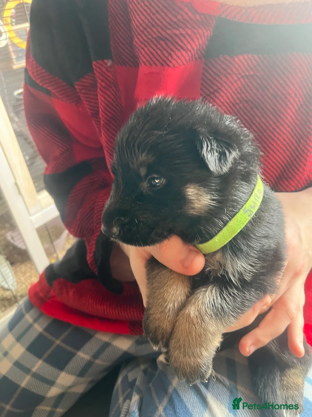 German Shepherd dogs for sale: The most stunning German Shepherd puppies - Advert 20