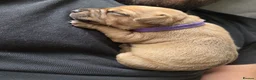 Staffordshire Bull Terrier dogs for sale: Staffy Puppies - Advert 7