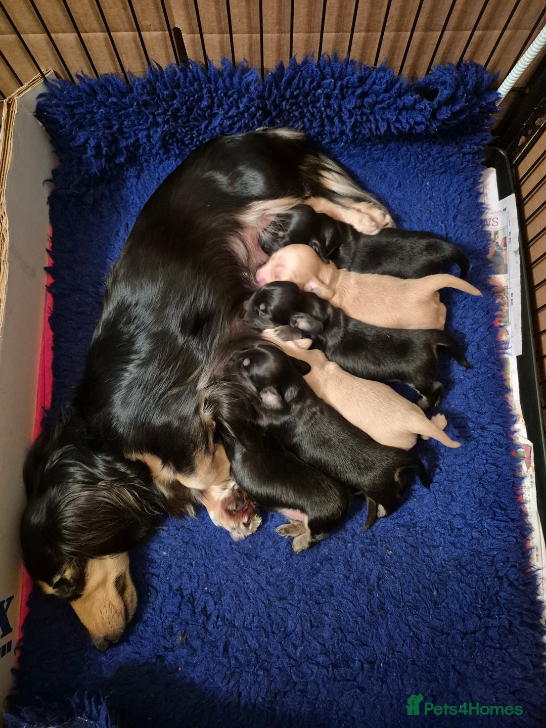 Miniature Dachshund dogs for sale: Long Hair Miniature Dachshund Puppies.  - Advert 4
