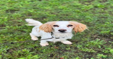 Cocker Spaniel dogs - Advert 10