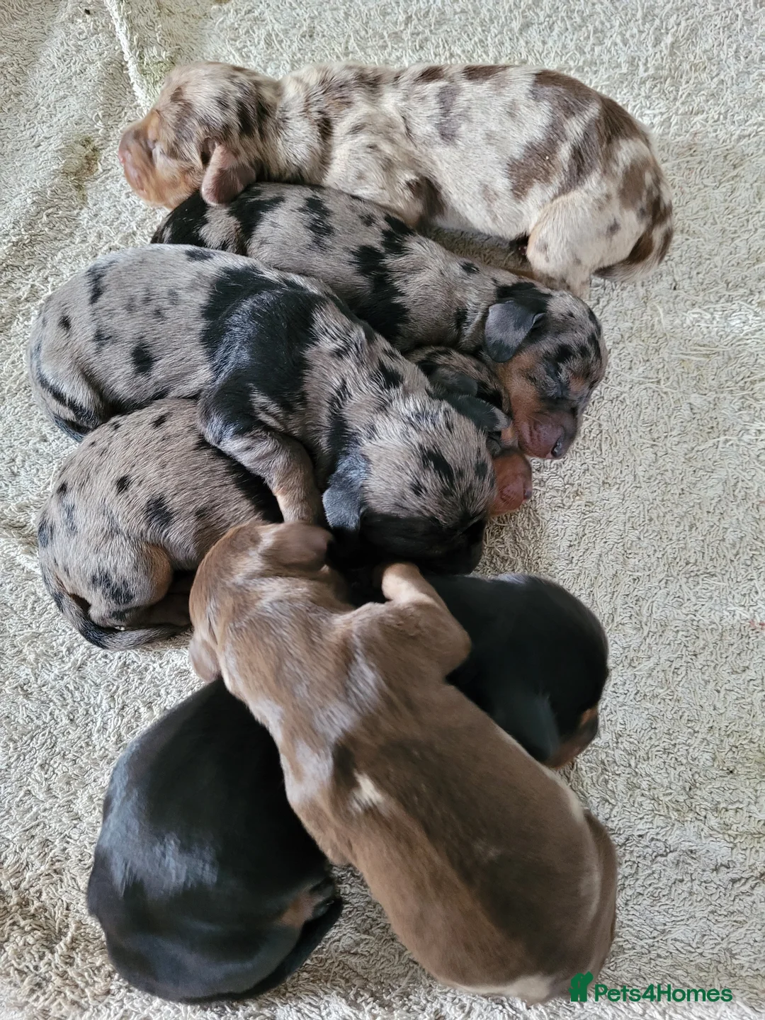 Dachshund dogs for stud: Piebald colored Dachshund for stud! in Preston - Advert 18