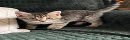 Mixed Breed cats for sale: Mixed Breed kittens in Attleborough - Advert 16