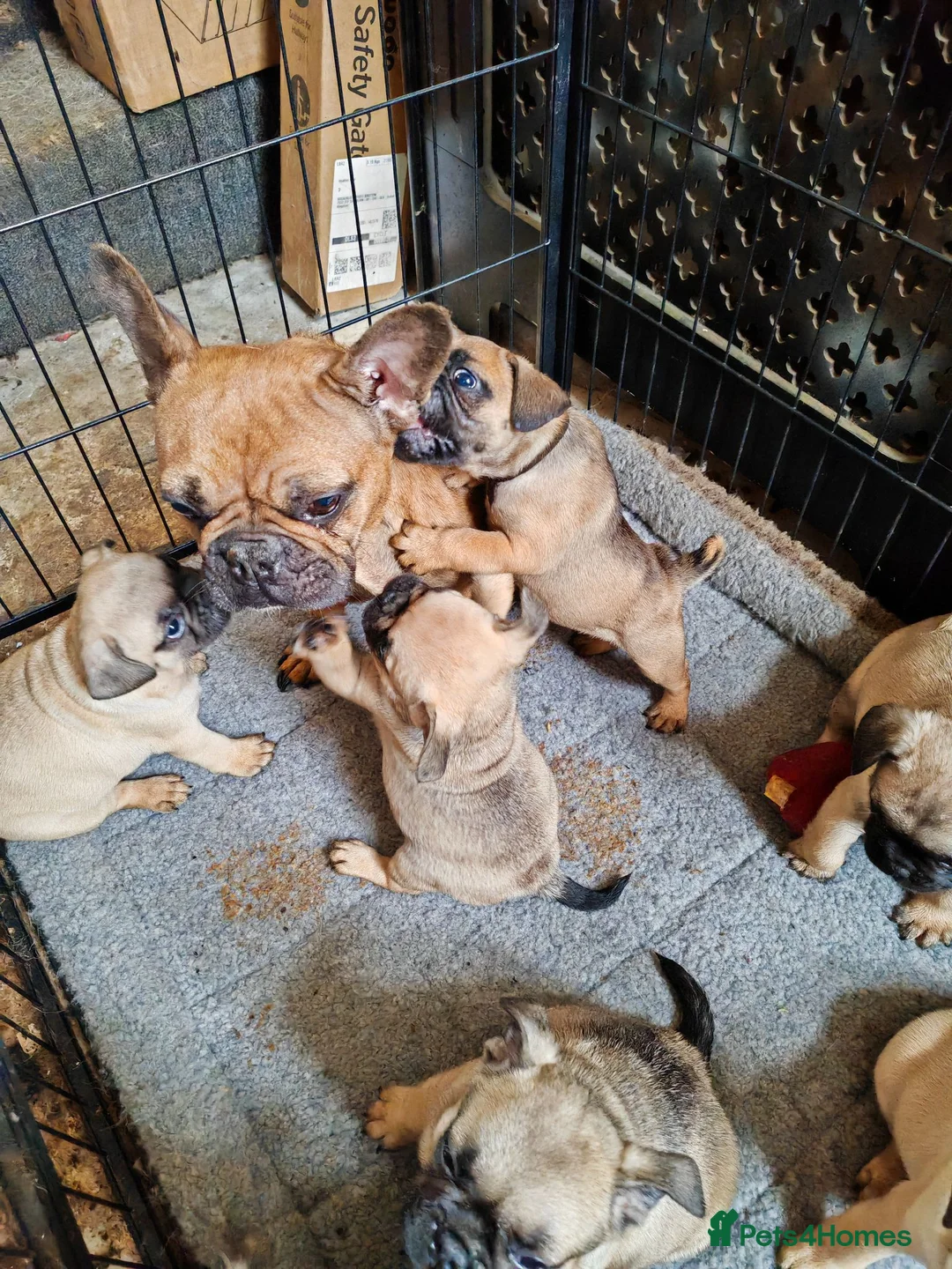 Frug dogs for sale: Mrs H D Keld - Advert 1