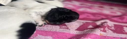 Sprocker dogs for sale: Sprocker Puppies with Exceptional working lines - Advert 4