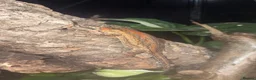 Gecko reptiles for sale: Red blotched gargoyle gecko and normals - Advert 1
