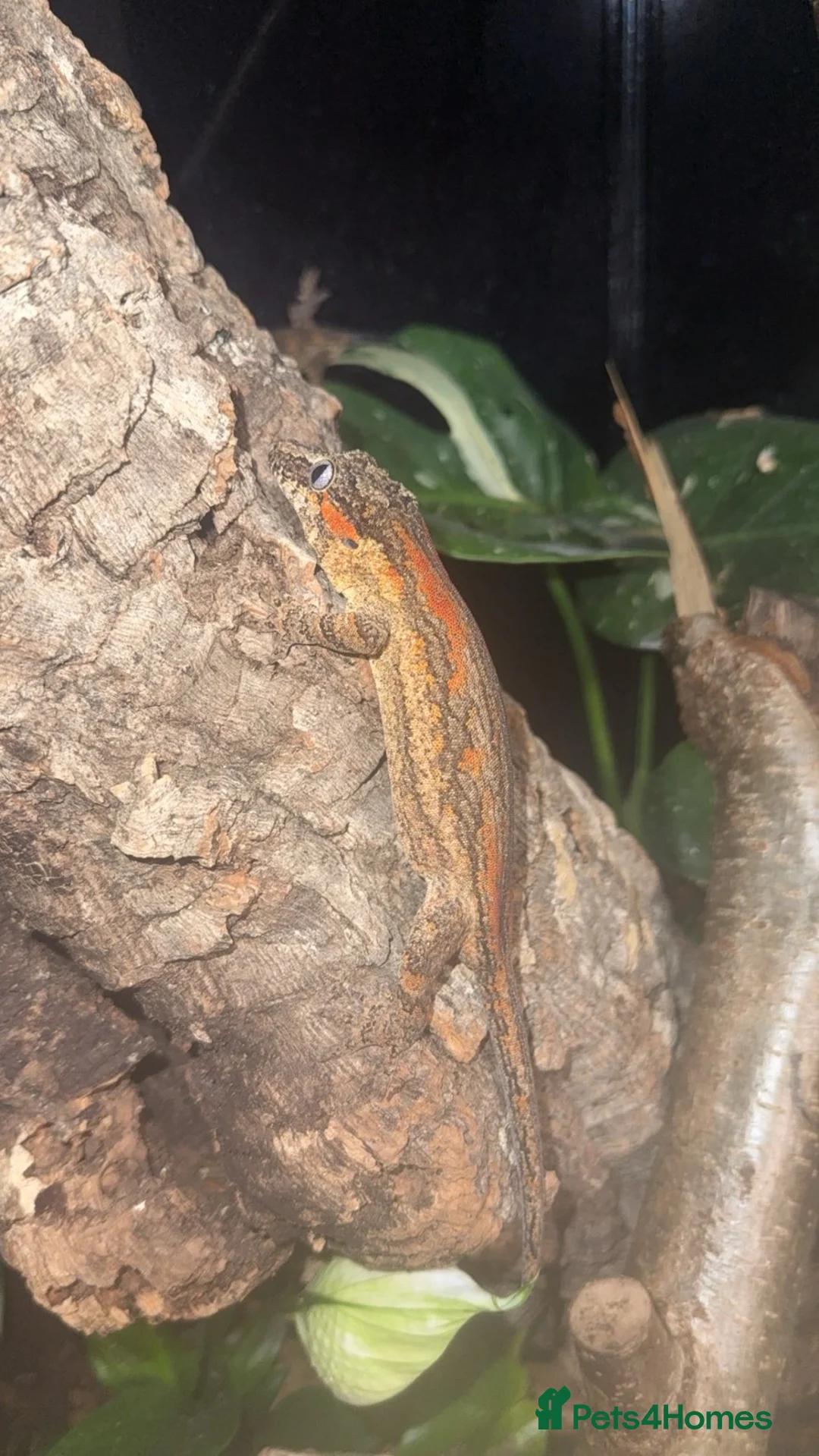 Gecko reptiles for sale: Red blotched gargoyle gecko and normals - Advert 1