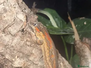 Gecko reptiles Red blotched gargoyle gecko and normals - Advert 2