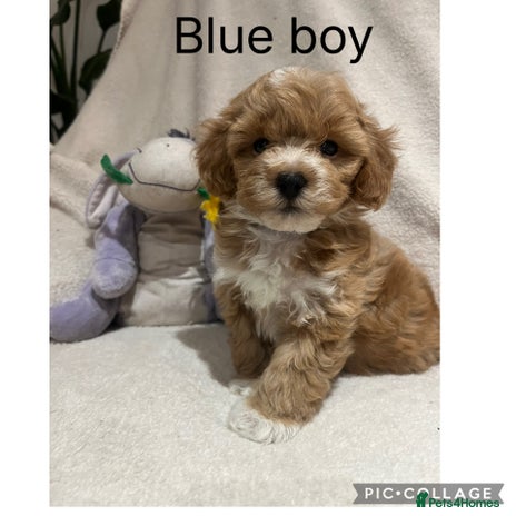 Maltipoo dogs - Advert 1