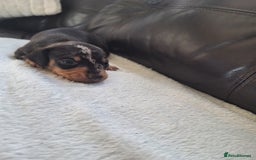 Miniature Dachshund dogs for sale: 4 beautiful mini dash's for sale - Image 4
