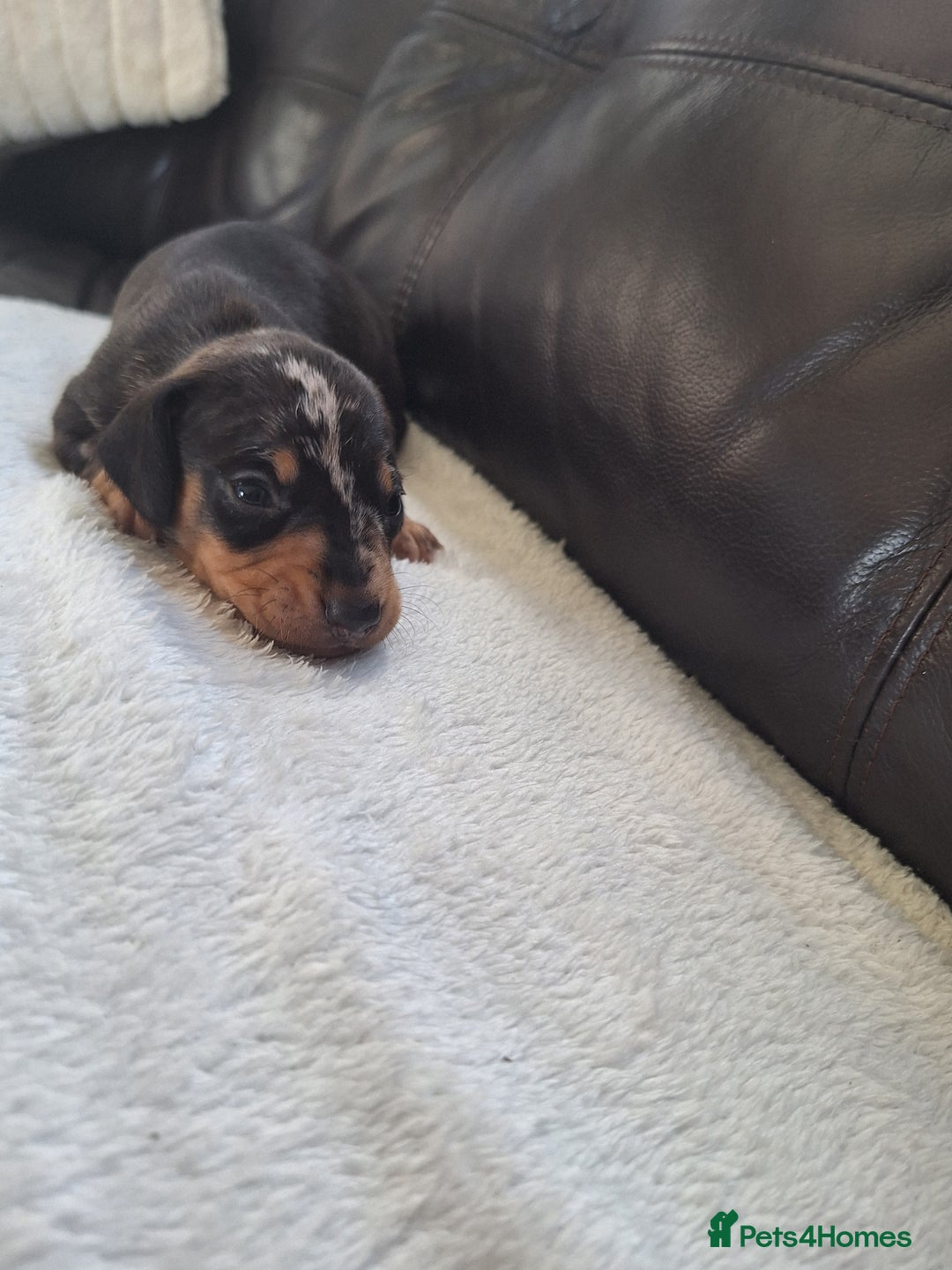 Miniature Dachshund dogs for sale: 4 beautiful mini dash's for sale - Image 4