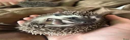 Pygmy Hedgehog rodents for sale: Two Gorgeous Hoglets for Loving Forever Homes - Advert 5