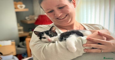 British Shorthair cats - Advert 13