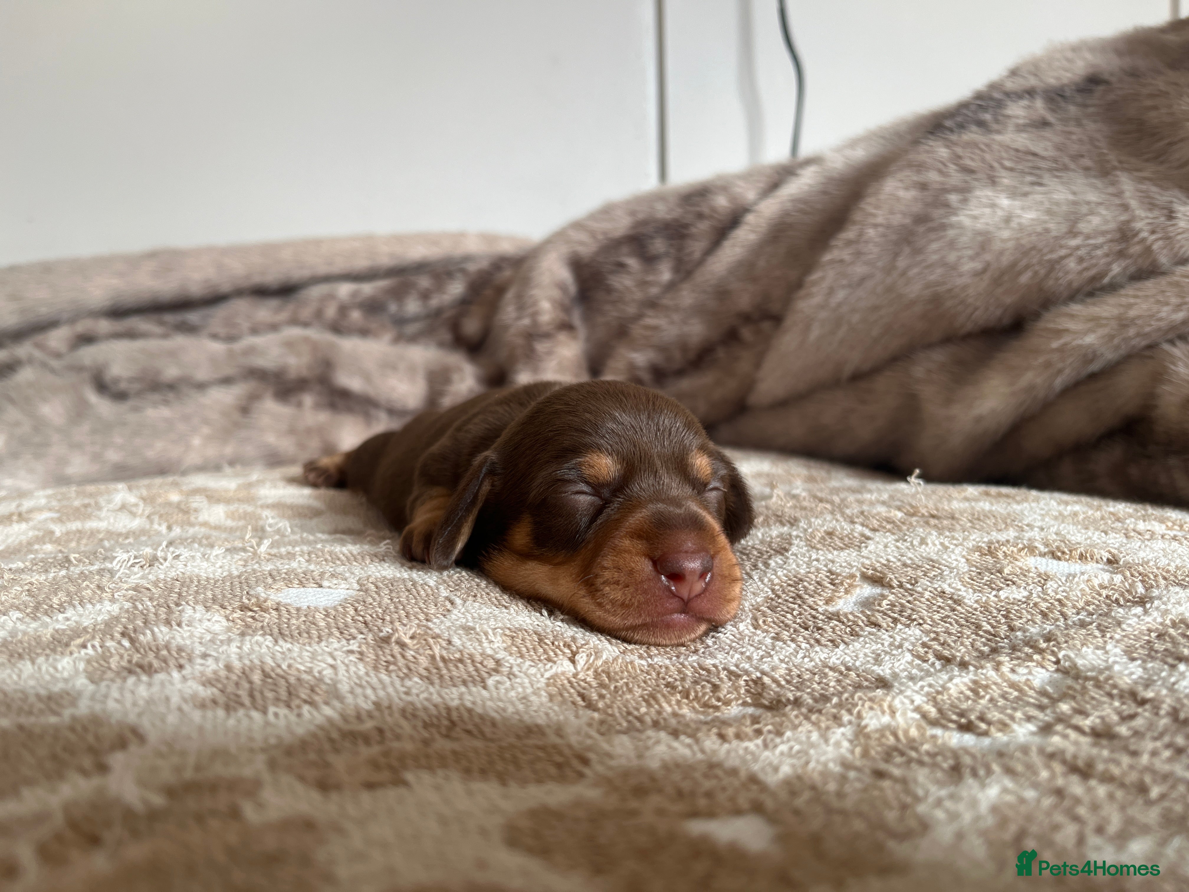 Miniature Dachshund dogs Miniature dachshunds for sale 2 remaining.  - Advert 8