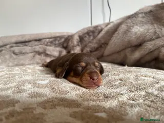 Miniature Dachshund dogs Miniature dachshunds for sale 2 remaining. - Advert 8