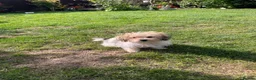 Mixed Breed dogs for sale: 2 sweet little boys - Advert 5