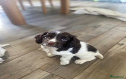 English Springer Spaniel dogs for sale: English Springer Spainel Puppies - Image 1