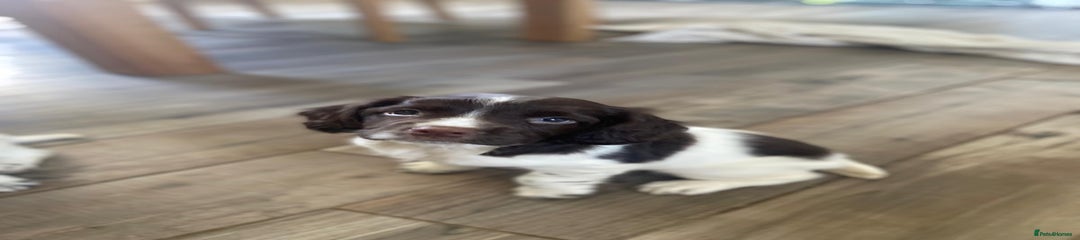 English Springer Spaniel Puppy 1