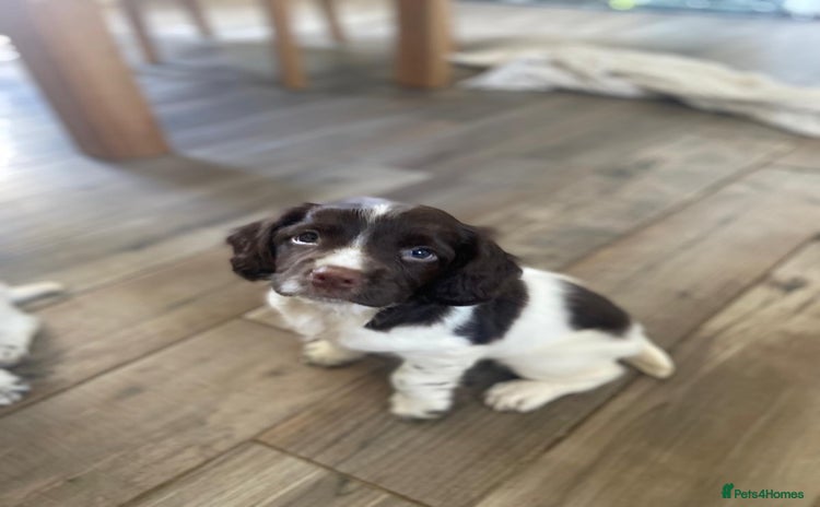 English Springer Spaniel dogs - Advert 9
