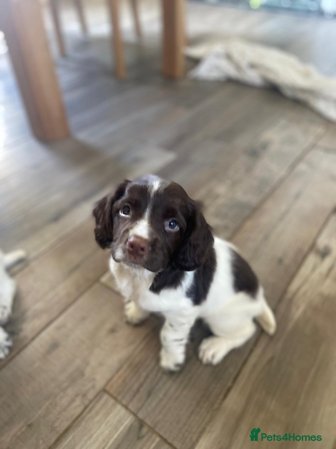 English Springer Spaniel dogs for sale: English Springer Spainel Puppies - Image 1