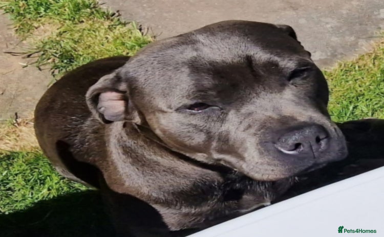 Staffordshire Bull Terrier dogs - Advert 1