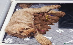 Cavapoo dogs for sale:  🐕Ruby Cavapoo Toy F1bb 🧸DNA tested🧸 - Image 28