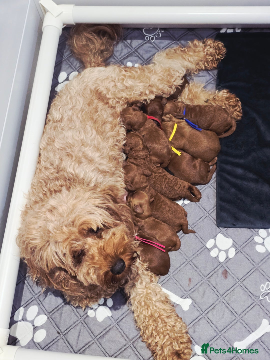 Cavapoo dogs for sale:  🐕Ruby Cavapoo Toy F1bb 🧸DNA tested🧸 - Image 28