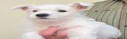 West Highland Terrier dogs for sale: KC Reg Westie Puppies - Advert 1