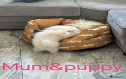Pomeranian dogs for sale: Quality girl ready now PRINCESS 💕 - Image 36