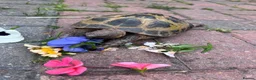 Tortoise reptiles for sale: 9 year old female Horsefield Tortoise  in Goole - Advert 1
