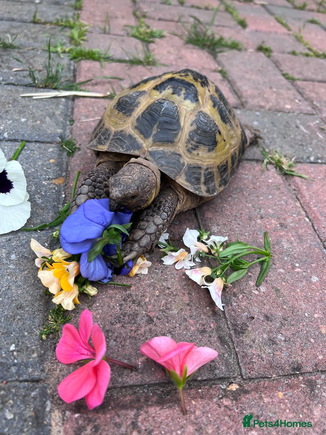 Tortoise reptiles for sale: 9 year old female Horsefield Tortoise  in Goole - Advert 1