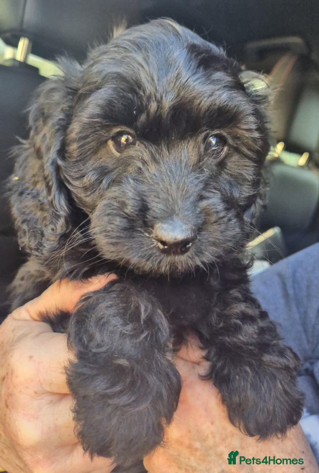 Cockapoo dogs for sale: F1 Cockapoo's - Image 26