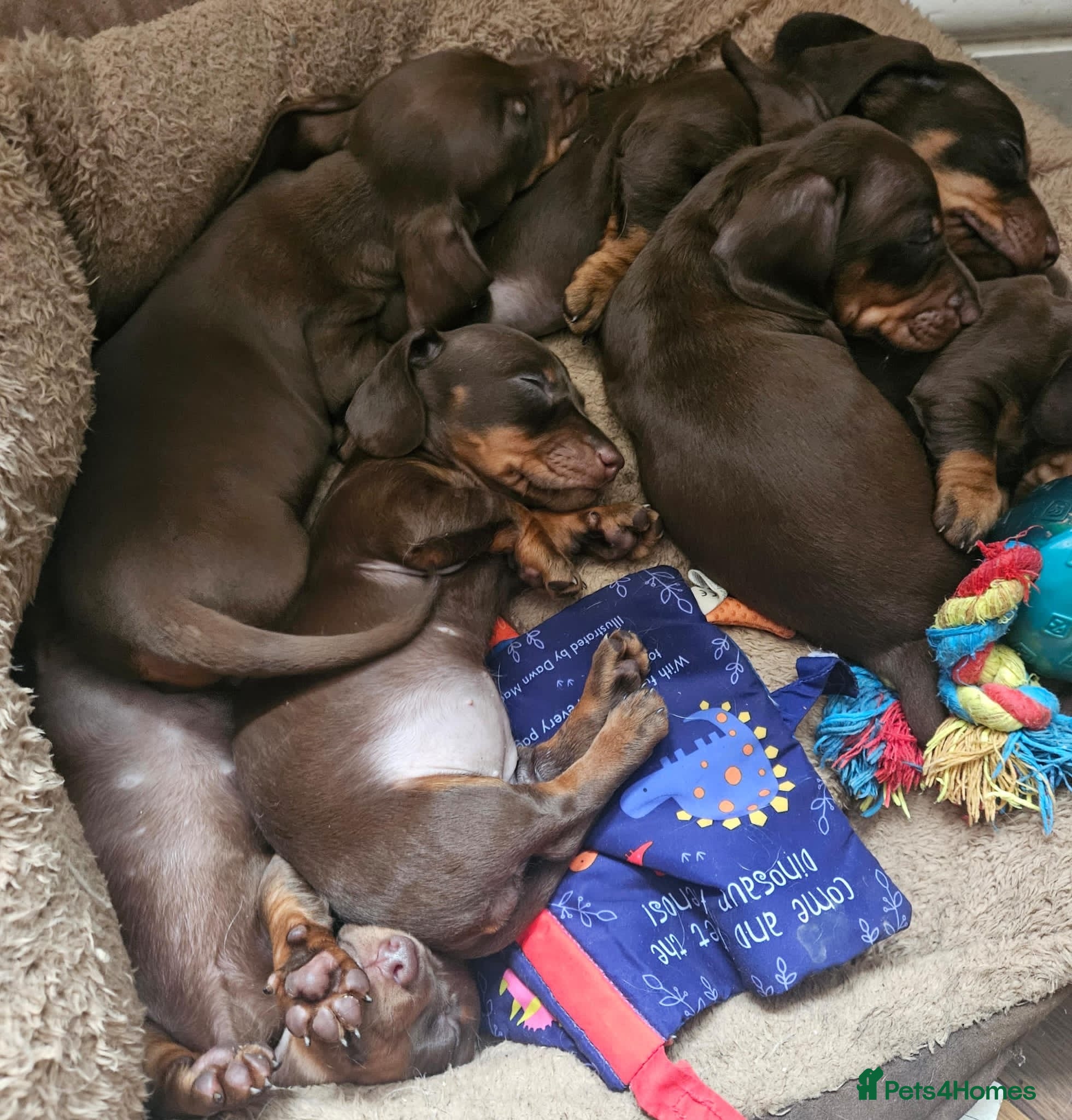 Miniature Dachshund dogs Chocolate & Tan Miniature Dachshund Puppies - Advert 1