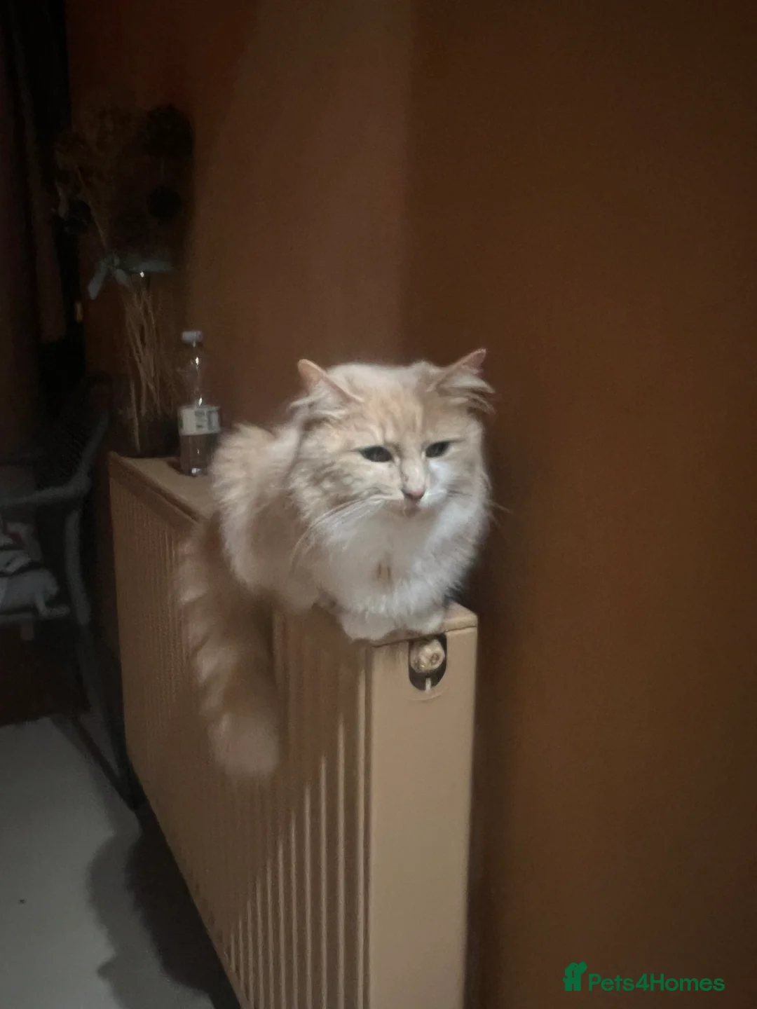 Mixed Breed cats for sale: Three lovely cats looking for home - Advert 9