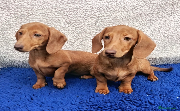 Miniature Dachshund dogs - Advert 14