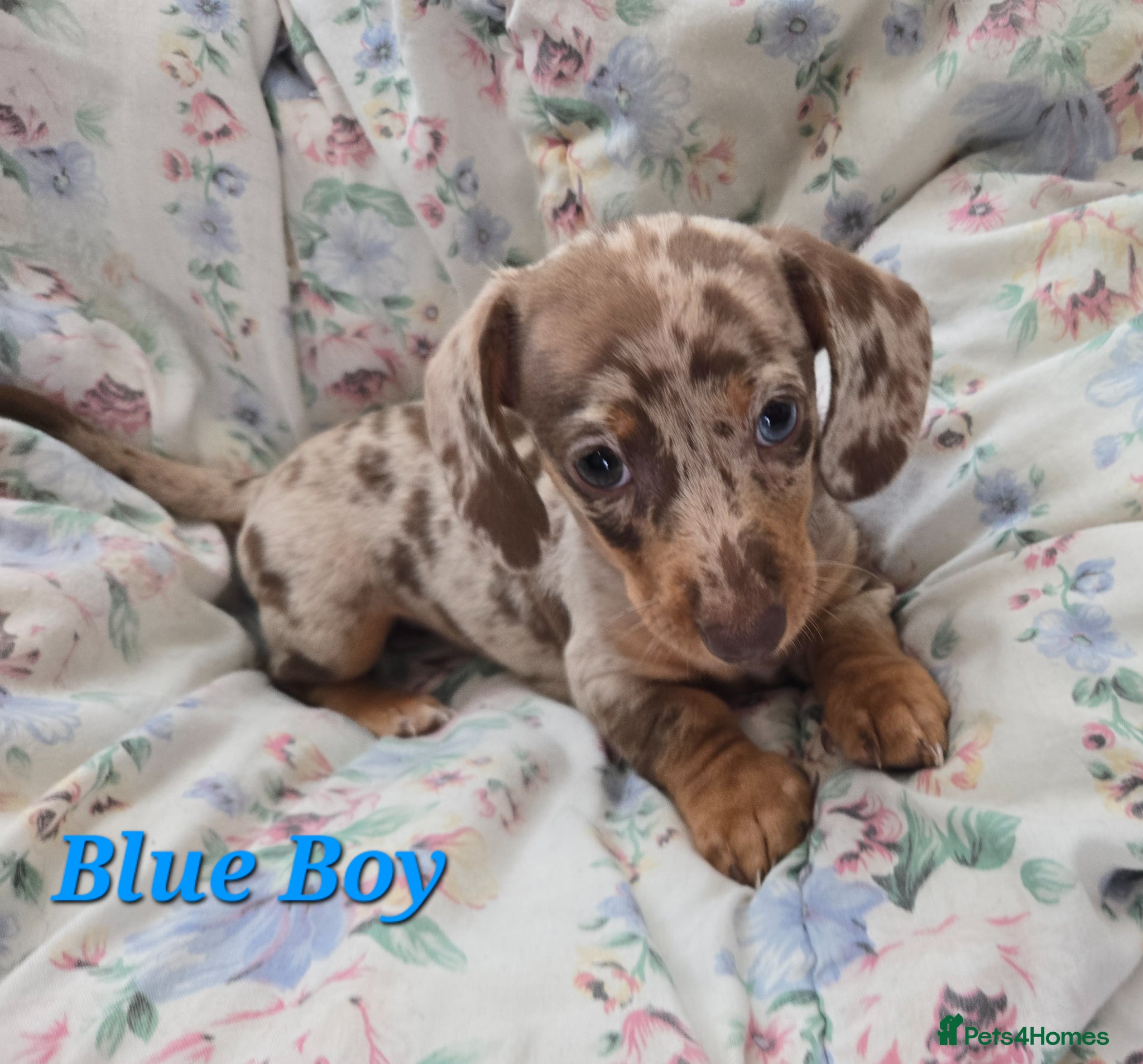 Miniature Dachshund dogs Ready to Leave! Miniature Dachshund Puppies - Advert 13