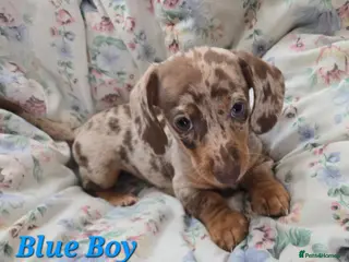 Miniature Dachshund dogs Ready to Leave! Miniature Dachshund Puppies - Advert 13