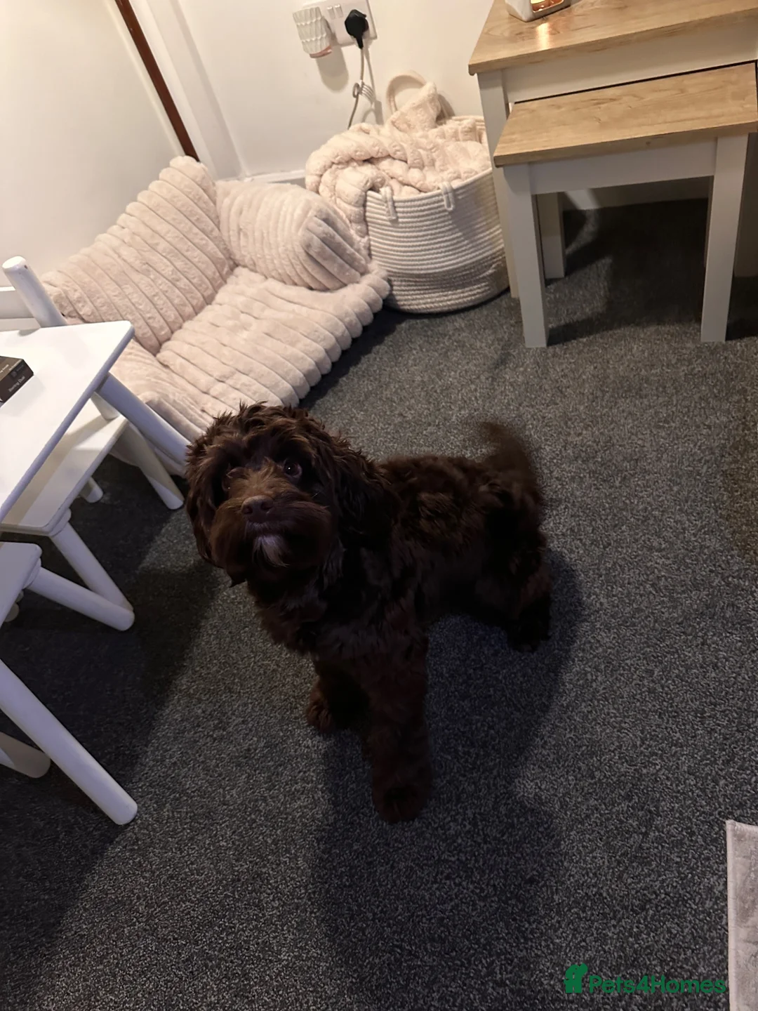 Cockapoo dogs for sale: Beautiful Male Cockapoo - Advert 8