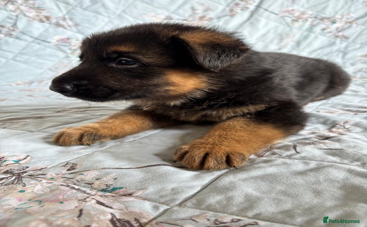 German Shepherd dogs - Advert 9