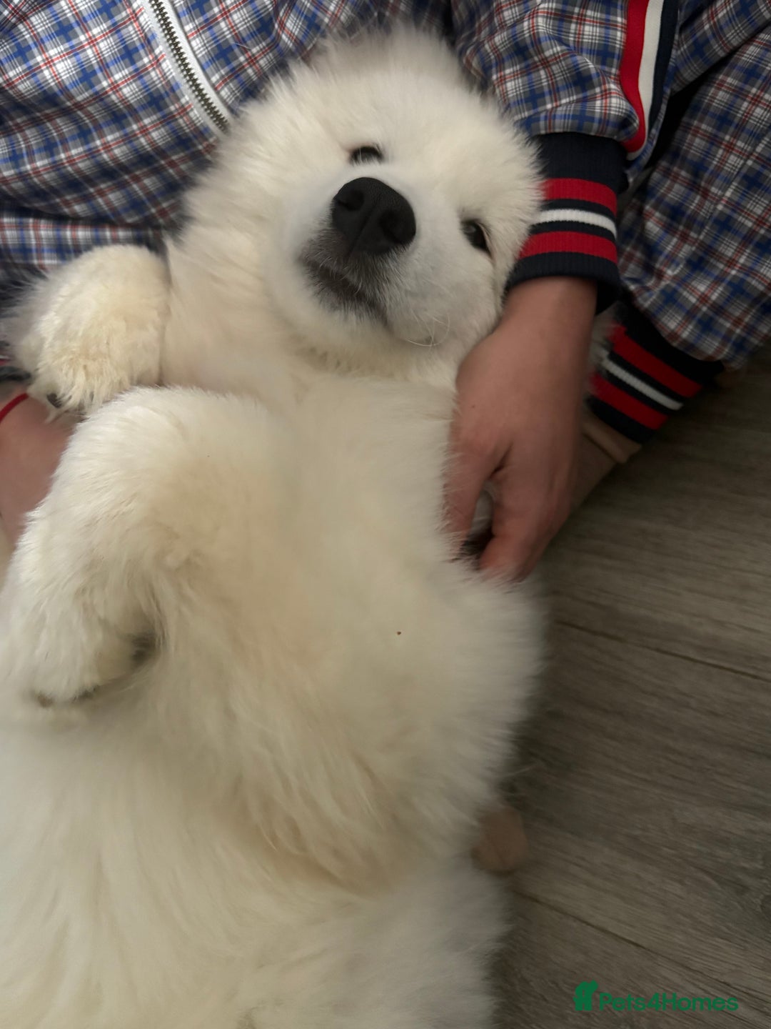 Samoyed dogs for sale: Beautiful 6-Month-Old Samoyed Boy for Sale - Image 11