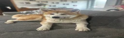 Japanese Akita Inu dogs for stud: KC Registered Proven Red Akita Inu Stud  - Advert 6