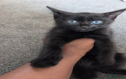 Bombay cats for sale: Male Kitten for sale - Image 4
