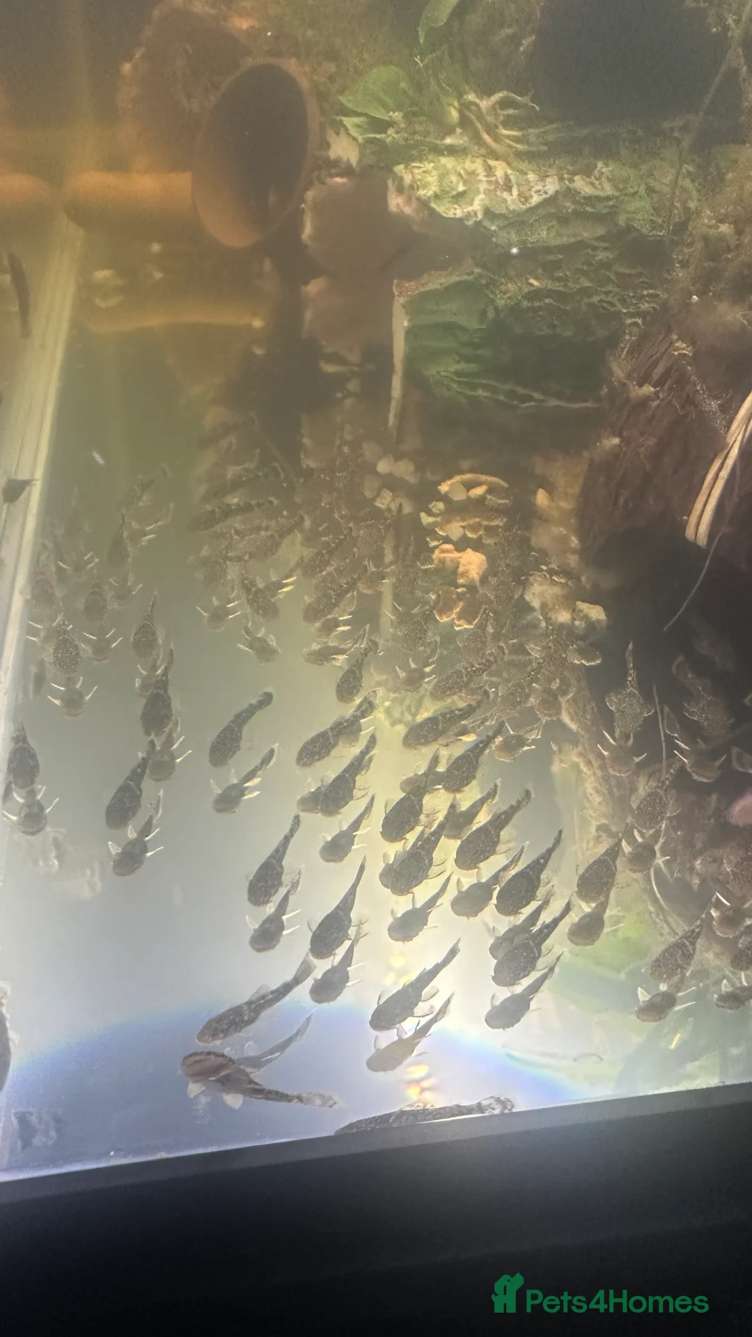 Plecos fish for sale: Baby Bristlenose Plecos for Sale - Available now! - Advert 5