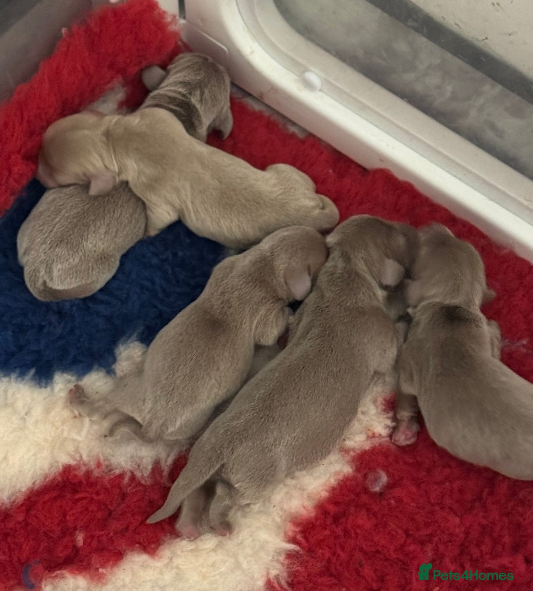 Miniature Dachshund dogs for stud: True Isabella tan long haired mini tiny KC stud  - Advert 7